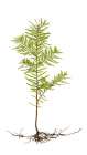 USA- Washington State- Seabeck. Western hemlock seedling close-up. Art Print